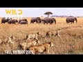 WILD OKAVANGO The Survival Struggles In Africa S Last Paradise Animal Documentary