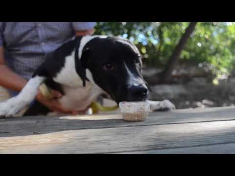 Animal Defense League of Texas - One Year at Paul Jolly Center for Pet Adoptions