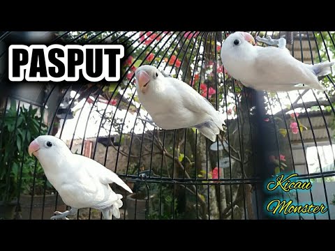 download lagu mp3 mp4 Harga Lovebird Pastel Putih, download lagu Harga Lovebird Pastel Putih gratis, unduh video klip Download Harga Lovebird Pastel Putih Mp3 dan Mp4 Music Online Gratis