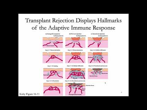Immunology Fall 2019 Lecture 31: Transplantation