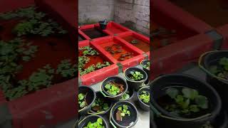 Download lagu KOLAM IKAN ..!! #youtubeshorts #shortvideo #depok #cupang #ikan #ikanhias #komunitas #avatar mp3