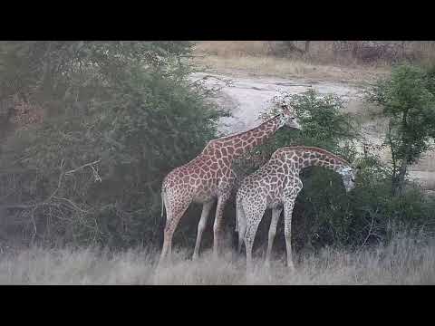Djuma: Small group of Giraffes visit Vuyatela dam area - 06:14 - 05/01/19