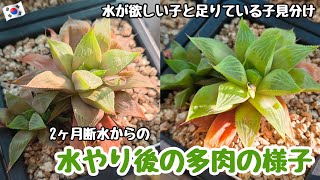 【多肉植物】水やり後の多肉の様子!水が足りている子と足りていない子の違い【ベランダタニラー】