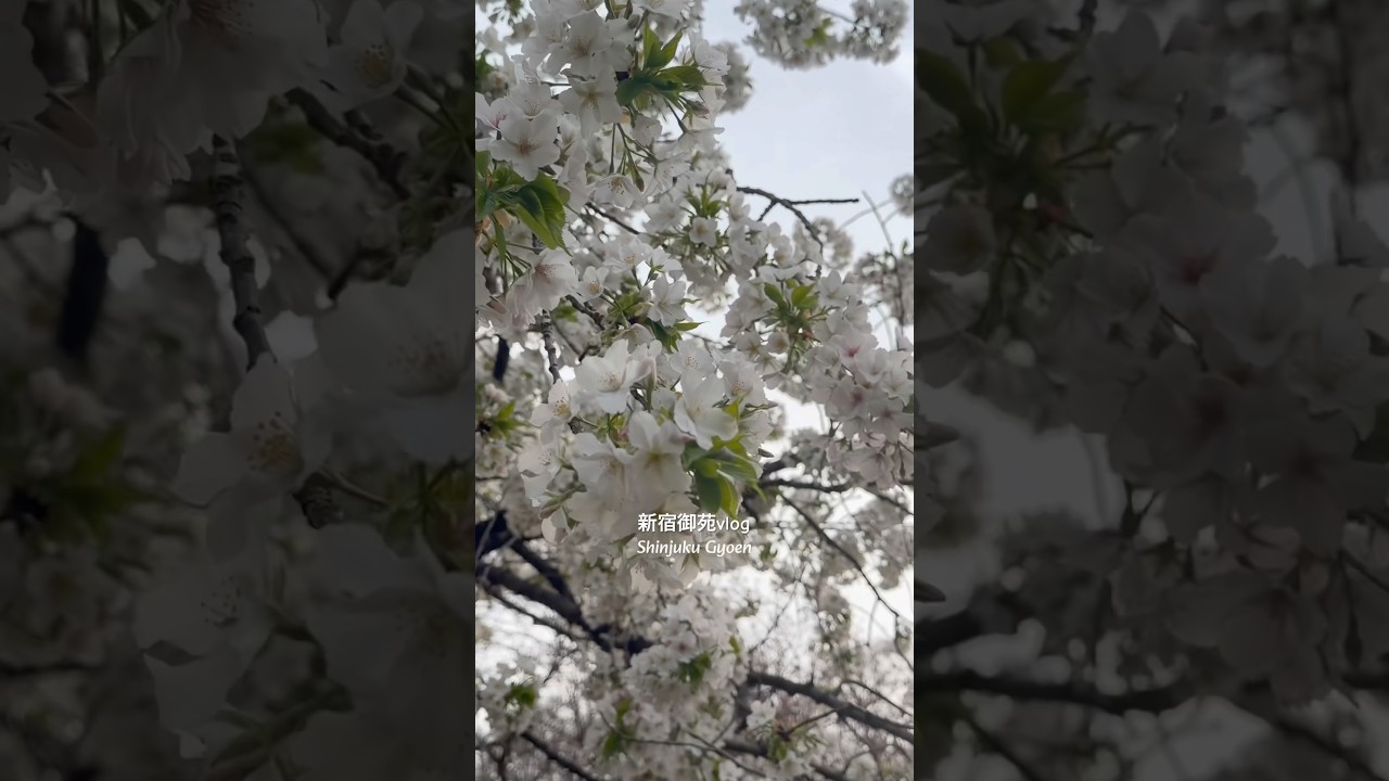 新宿御苑2026.桜