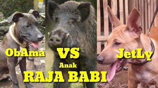 Download lagu ADU BAGONG JAWA BARAT Pertarungan melawan anak raja babi vs anjing pemburu | DUGONG | PORBI JABAR mp3 Download lagu ADU BAGONG JAWA BARAT Pertarungan melawan anak raja babi vs anjing pemburu | DUGONG | PORBI JABAR mp3