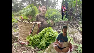 Harvesting vegetables to sell - Fence around the tent to ensure safety