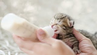 Kittens Being Bottle Fed -The Baby Cats Are Very Hungry