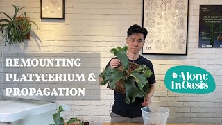 How to Propagate a Platycerium (Staghorn Fern) | Remounting Freshly de-pup Staghorn