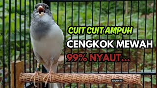 Download lagu KENARI GACOR Cuit CUIT BIRAHI SUARA Kenari MASTERAN TERBAIK UNTUK PANCINGAN & MASTERAN Kenari PAUD mp3 Download lagu KENARI GACOR Cuit CUIT BIRAHI SUARA Kenari MASTERAN TERBAIK UNTUK PANCINGAN & MASTERAN Kenari PAUD mp3