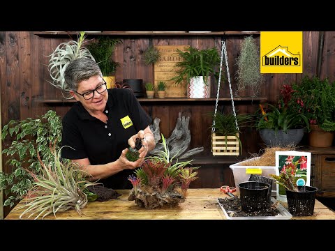 Bromeliads and Airplants With Tanya Visser