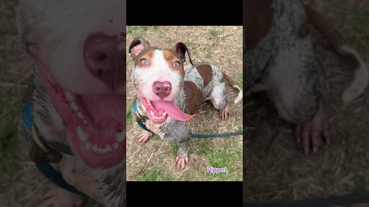 Pippet's Video 2