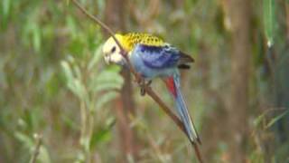 preview picture of video 'Pale-headed Rosella (Platycercus adscitus)'