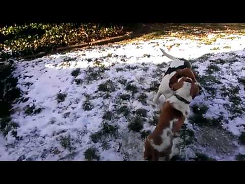 Battle Of The Bassets