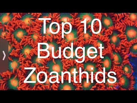 Top 10 BUDGET Friendly Zoanthid. Must Have Zoas For Your Reef Tank!