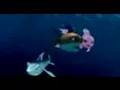 Shark Bait The Reef Trailer