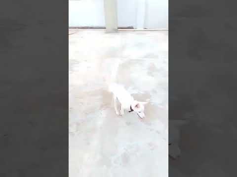 puppy playing pomarine #subscribe