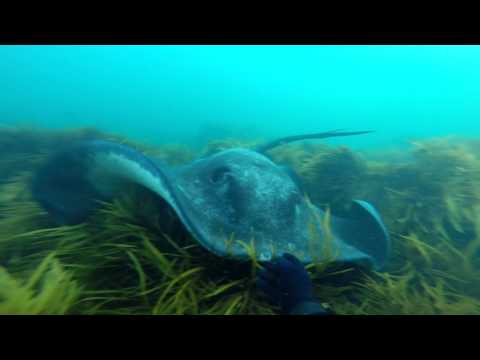 Free Diving and Spearfishing with stingrays in Warrnambool 2016