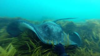 Free Diving and Spearfishing with stingrays in Warrnambool 2016