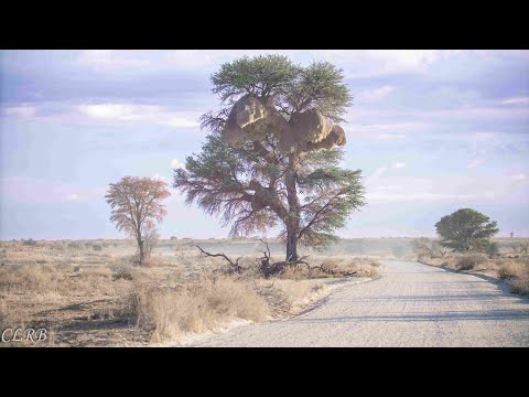 Kgalagadi Summer:  Part 5 Twee Rivieren Landscapes, Leeudril 4x4 track and the cape cobra