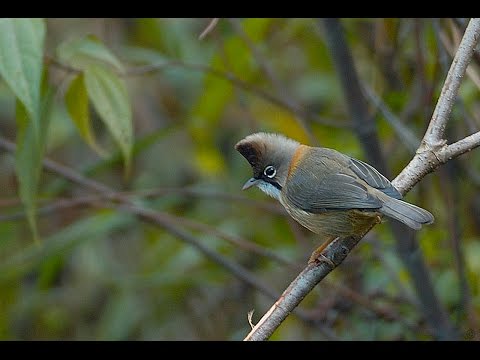 Juhina krpatá (Yuhina nigrimenta) — spev a hlas v prírode