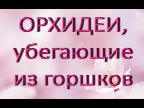 ОРХИДЕИ,"УБЕГАЮЩИЕ" из ГОРШКОВ