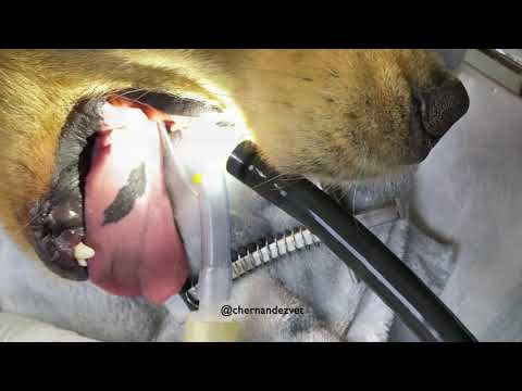 Endoscopic removal of foreign bodies in dogs