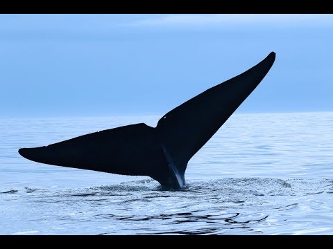 la ilaha illa anta subhanaka  DUA OF PROPHET YUNUS  3000 time