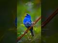 Heart Touching Quran Recitation By Qari Abdul Basit Islamicinsights Islamicfigure Islamicvideo
