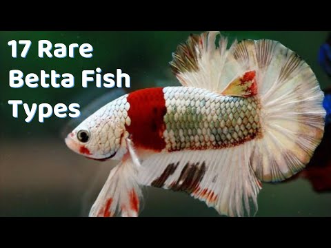 Super Rare Betta Fish Types | 17 Betta Breeds to Buy