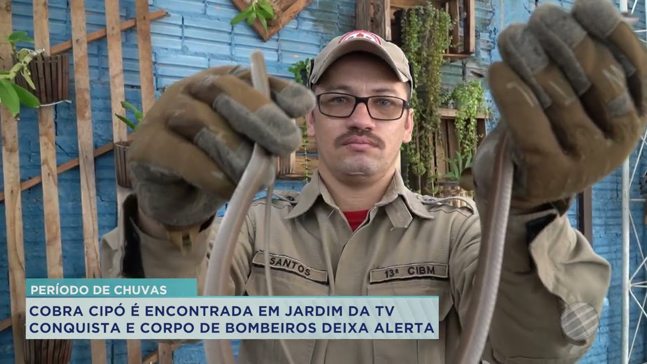 COBRA CIPÓ É ENCONTRADA EM JARDIM DA TV CONQUISTA E CORPO DE BOMBEIROS DEIXA ALERTA