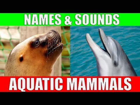 AQUATIC MAMMALS Names and Sounds for Kids to Learn