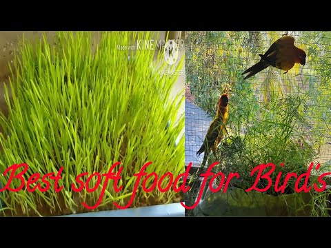 Lovebirds Meal Time: WheatGrass #sunconure