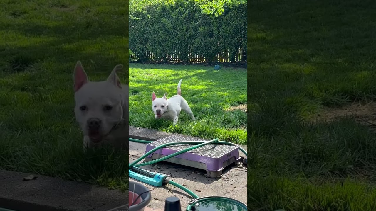 Bianca, a ADOPTABLE Staffordshire Bull Terrier in Montclair, NJ video 4/4