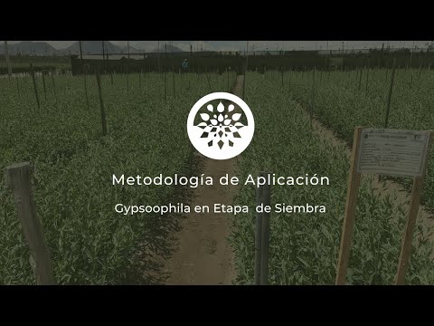 , title : 'IGypsophilaI Como aplicar Tectopore Biocarbón Premiun de Teca en la siembra de Gypsophila'