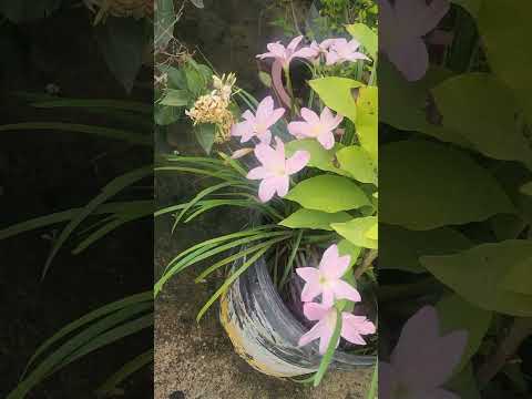 Nupur garden love#shortsvideo #viral #flowers
