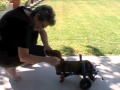 dog wheelchairs