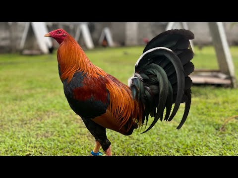 LARRY ROMERO RAPTOR SWEATER | ORONCE BROTHERS | BAKAS-BAKAS GAMEFARM