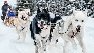 Our Incredible Dog Sledding Experience in Canada