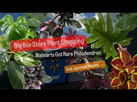 Big Box Store Plant Shopping Walmart Restock NEW  Rare Philodendrons Cheap Houseplants Outdoor Plant