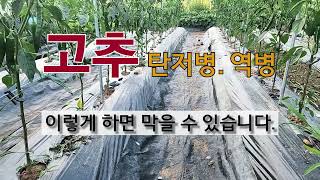 고추 탄저병 역병 이렇게 하면 막을 수 있습니다. #주말농장 #고추가꾸기.