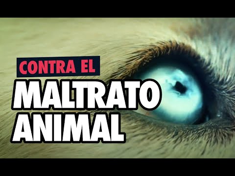 El video emotivo con el que alzará su voz para rechazar el maltrato animal