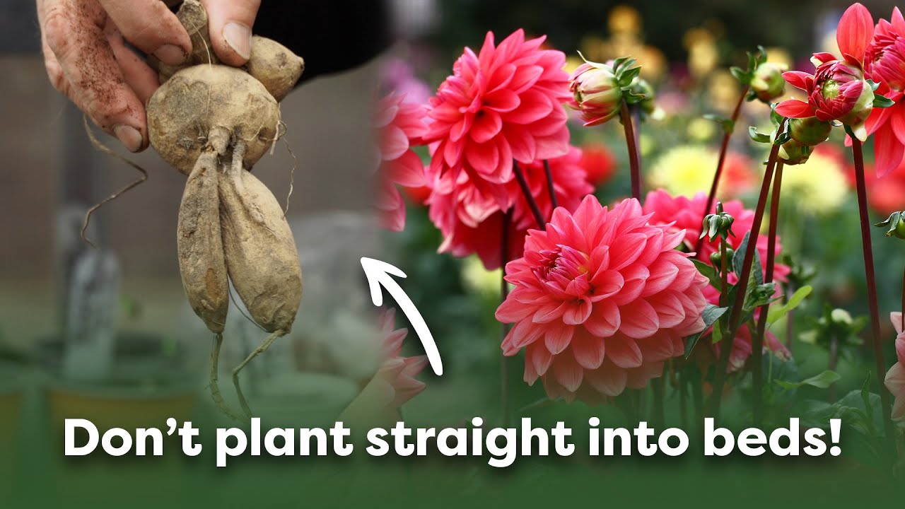 The Best Way to Plant Dahlia Tubers (Step By Step Guide)