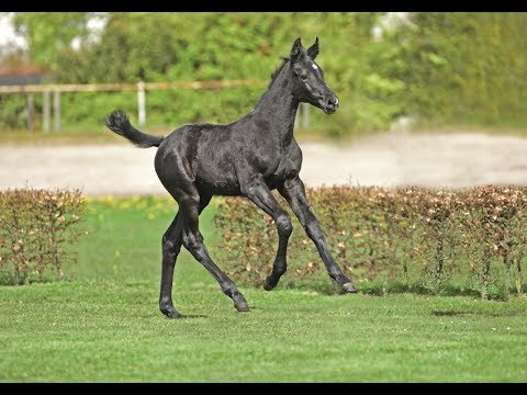 Nr. 11 | Stutfohlen v. Cornet Obolensky - Clinton I