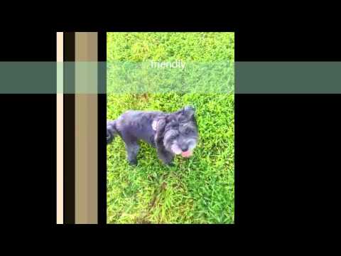 LaBella, an adopted Poodle & Shih Tzu Mix in Huntsville, AL_image-1