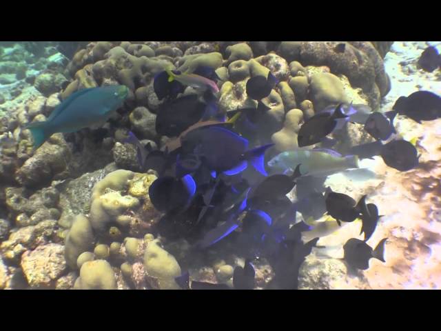 A Dive in Bonaire On The Buddy Dive House Reef