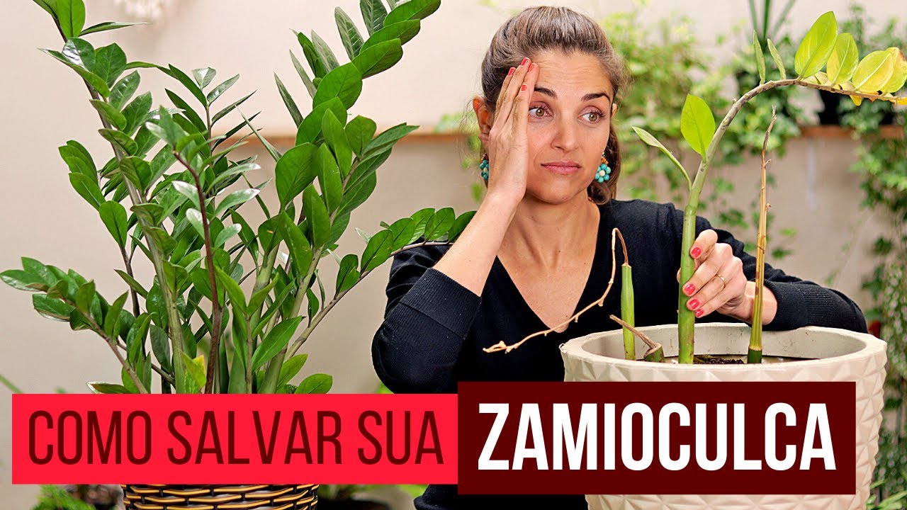 ZAMIOCULCA 🌿 how to CULTIVATE and TIPS to SAVE yours and MAKE SEEDLINGS