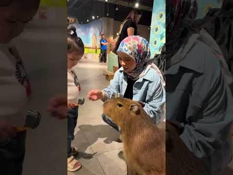 Capybara Fever