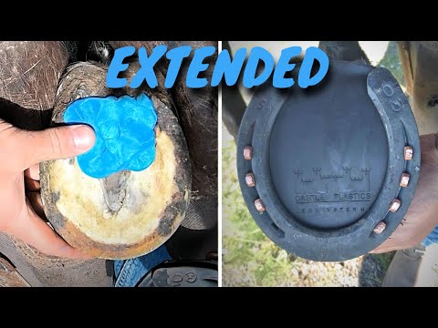 Horseshoeing for Navicular Disease — Extended Version