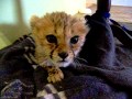 Cute Baby Cheetah