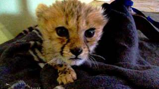 Cute Baby Cheetah Kitten Mewing